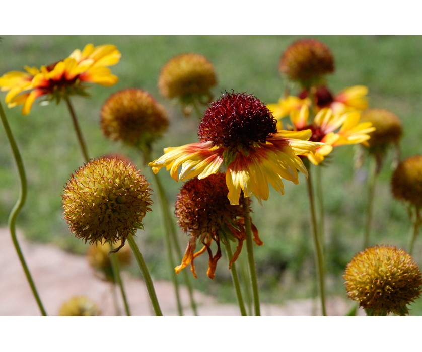 Common Gaillardia